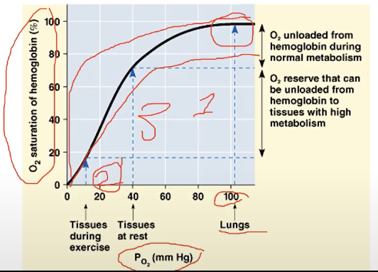 <p>assumes that body holds onto more oxygen</p>