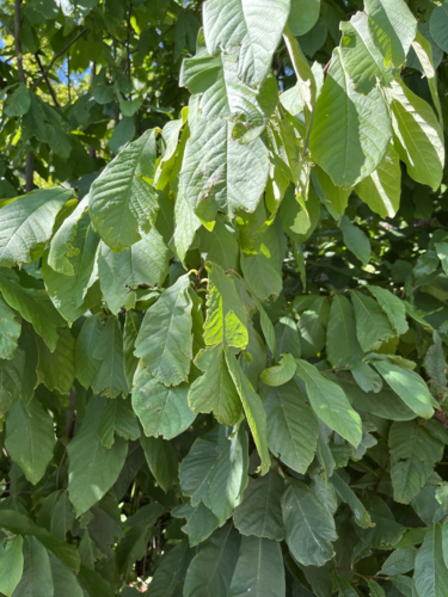 <p>droopy, unjulate, obovate, chocolate buds</p>