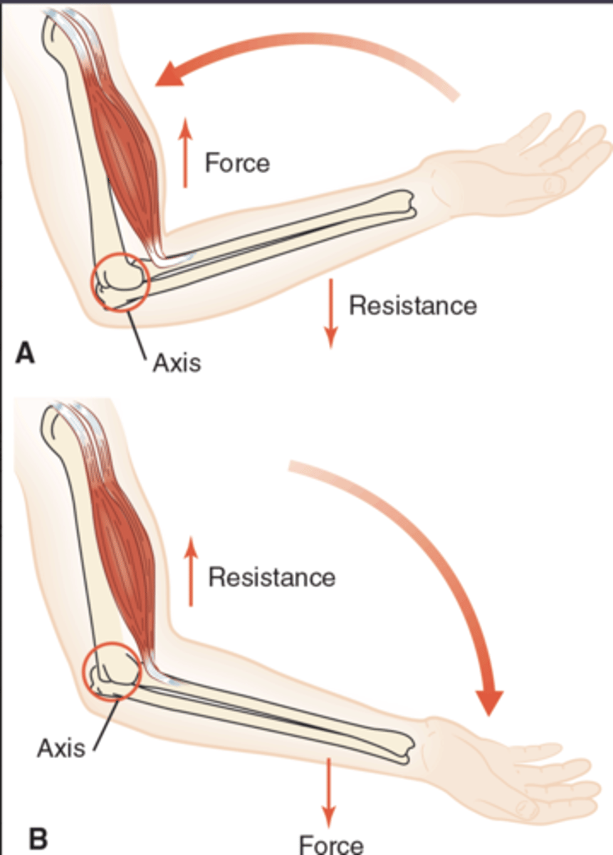 <p>When actively lowering from a flexed position, gravity/segment weight provides the force and the biceps becomes the resistance → A-R-F (second‑class). When the biceps shortens to lift, it's A-F-R (third‑class).</p>