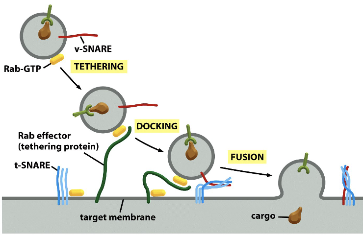 <p>SNARE proteins</p><ul><li><p><span>Vesicle docks with the appropriate&nbsp;organelle (</span><span style="font-family: &quot;Calibri Light&quot;;">e.g. lysosome) through molecular markers on vesicle membrane and SNARE proteins</span></p><ul><li><p><span style="font-family: &quot;Calibri Light&quot;;">SNARE on vesicle (red line)</span><span> </span><span style="font-family: &quot;Calibri Light&quot;;">interacts with SNARE on target (blue squiggles)</span></p></li><li><p><span style="font-family: &quot;Calibri Light&quot;;">Holds vesicle in place</span></p></li></ul></li></ul><p><span>•SNARE proteins also catalyze vesicle fusion with membrane of target organelle or plasma membrane</span></p><p></p>
