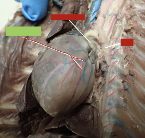 <p>provides or drains blood to/from heart muscle</p>