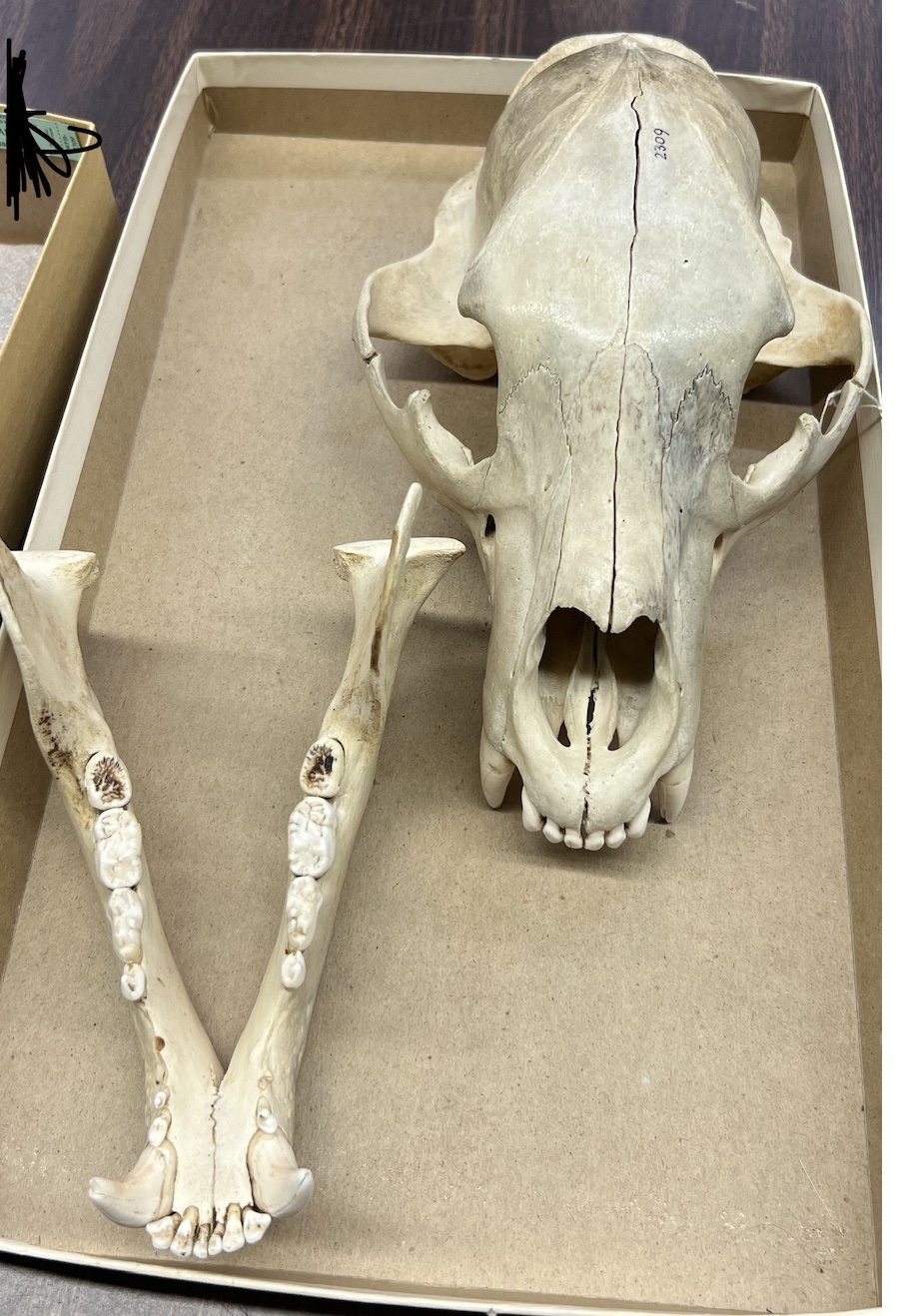 <p>Genus and species?</p>