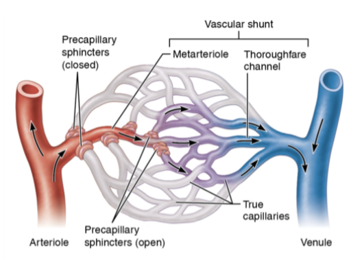 <p>differ between metarteriole, true capillaries, and thoroughfare channel</p>