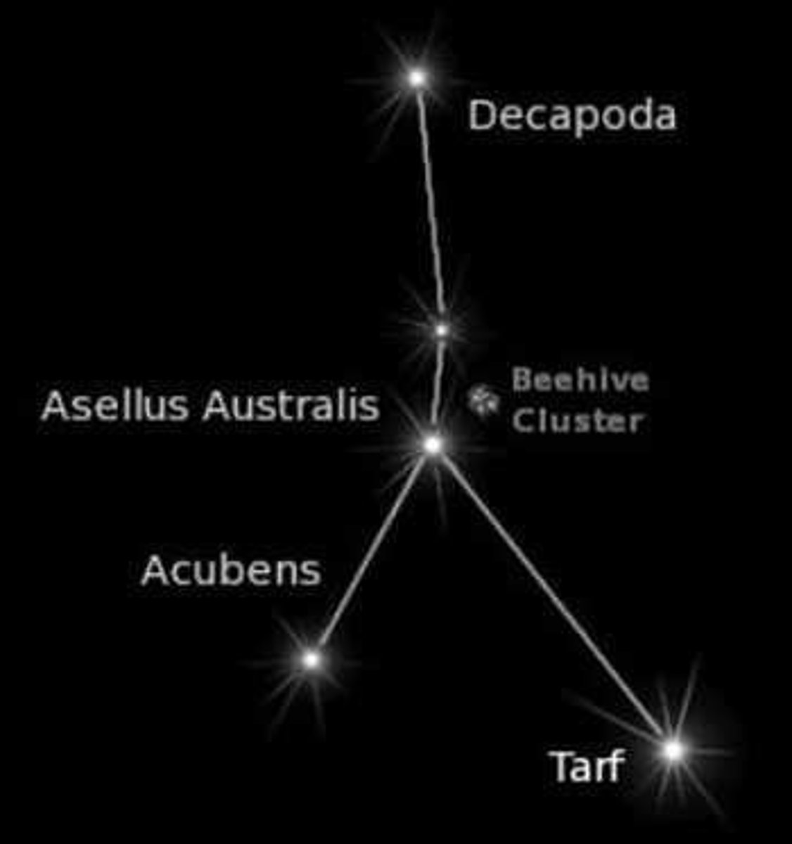 <p>crab / brightest star: Altarf or Beta Cancri (β Cnc)</p>