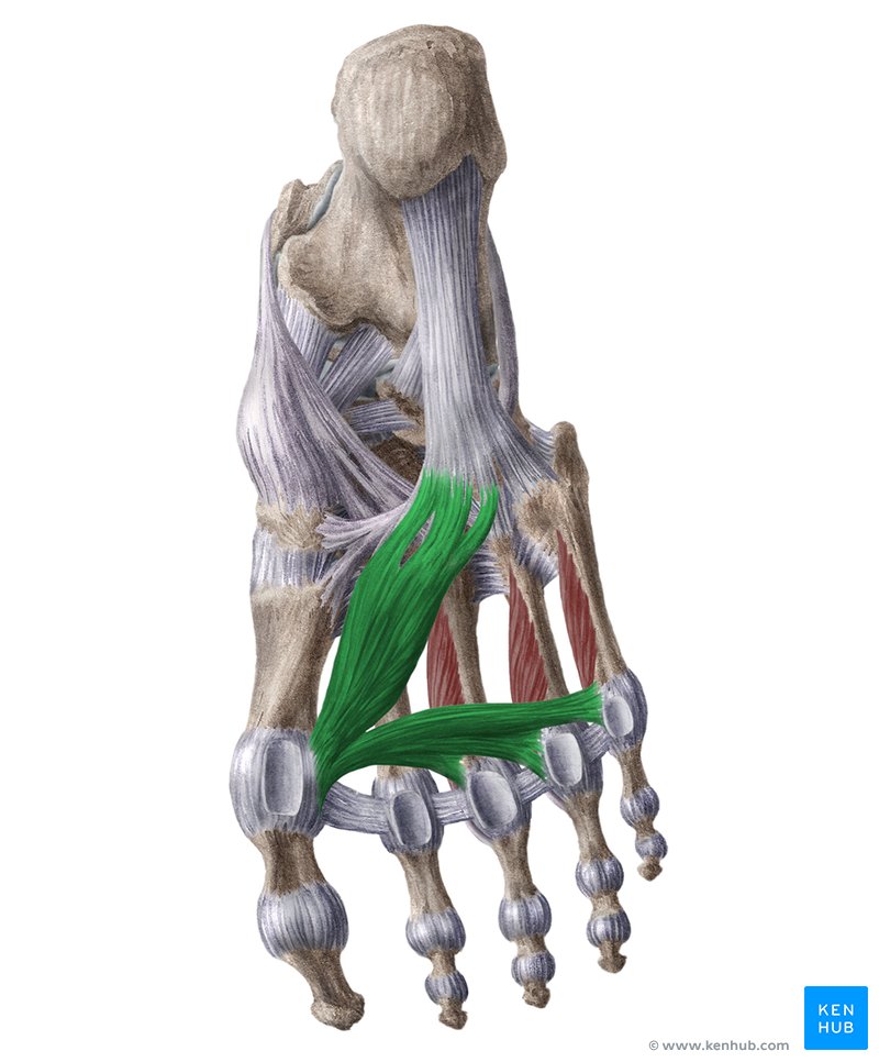 <p>Starts from middle, goes to thumb, and across the rest of the toes</p>