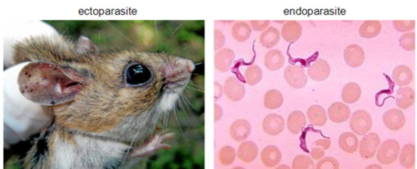 <p>organisms that live and feed in or on another organism, while rarely killing their hosts</p>