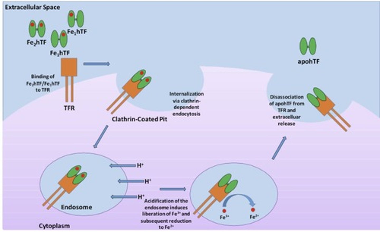 <p>Iron transport protein in blood plasma.</p>