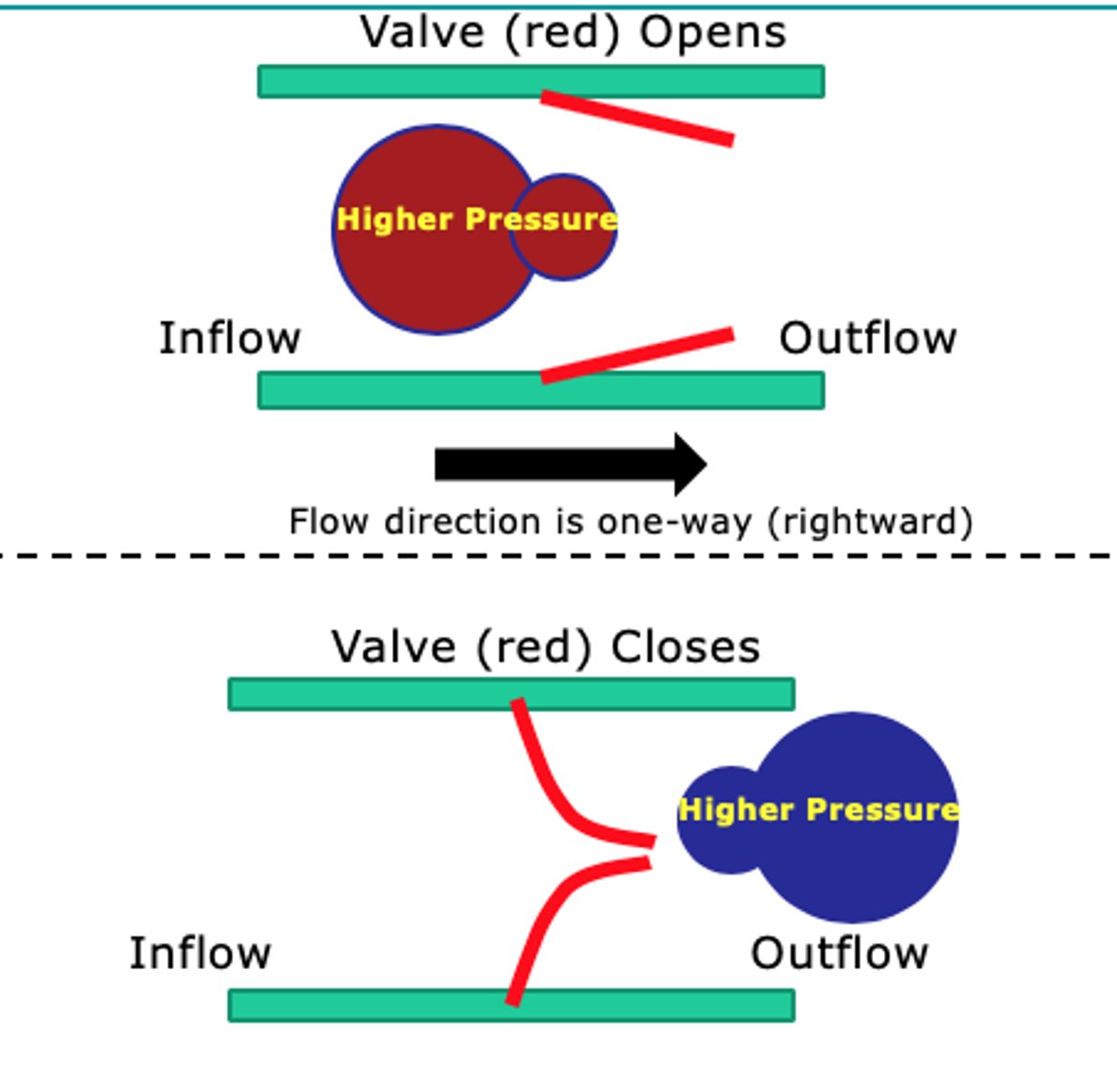 <p>structures that keep blood from flowing backwards</p>