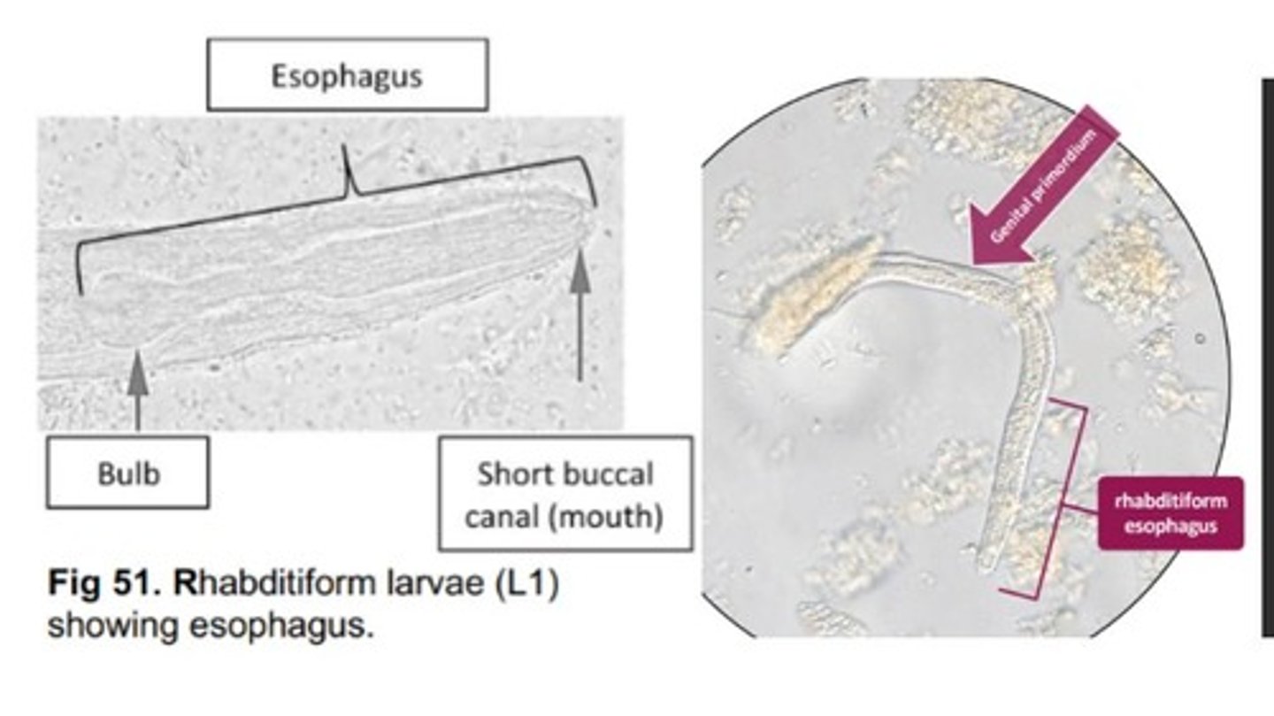 <p>Strongyloides species that infects the SI of dogs, cats, & humans</p><p>-Has L1 stages (rhabditiform larvae) with a club shaped esophagus & posterior bulb that hatch within the DH & are passed directly in feces</p><p>-L1s also have a characteristic genital primoridum</p>