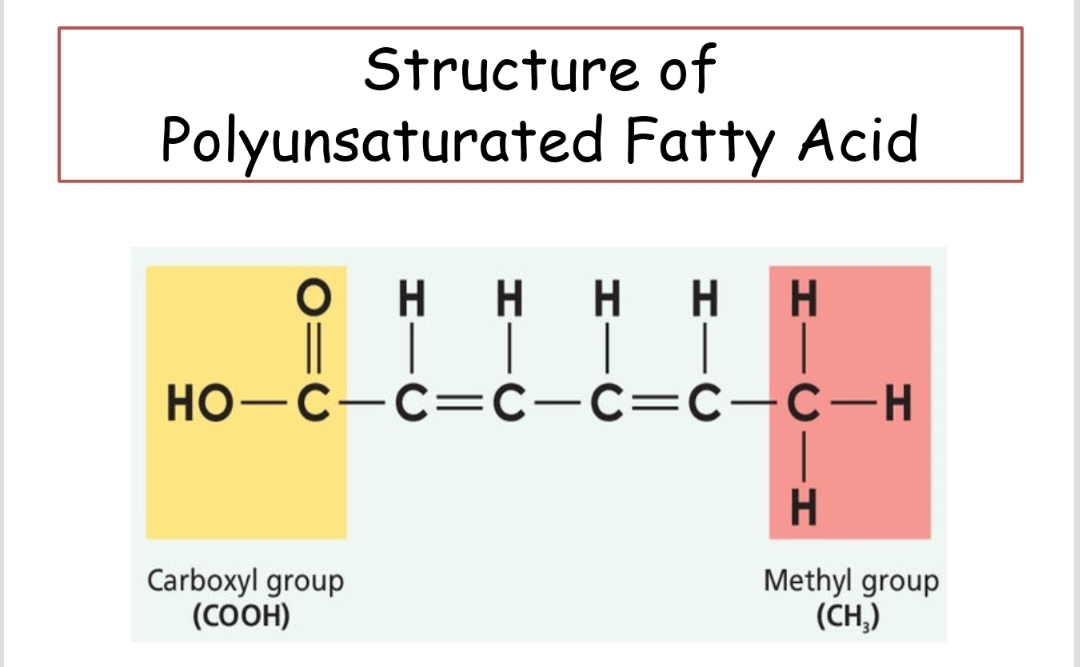<p>Fatty acids that contain two or more double bonds and are generally liquid at room temperature.</p>