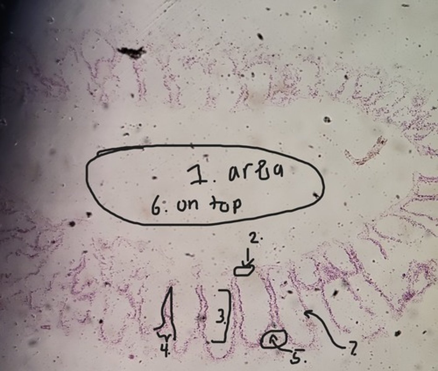 <p>Identify Taxonomy and structures</p>