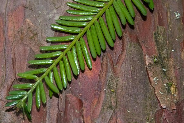 <p>-No stomatal bands<br>-Shrub-like<br>-Short/flat needles<br>-Red fruit <br>-Papery/reddish bark</p>