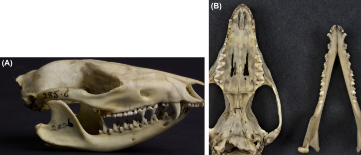 <p>5/4 incisors </p>