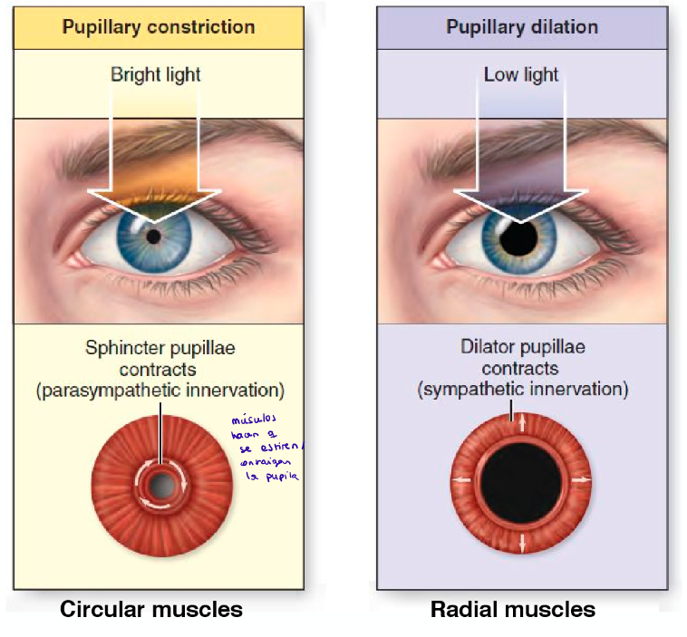 <ul><li><p>Contracción: músculos circulares que cuando se contraen cierran un agujero → <em>sphincter pupillae conttracts</em></p></li><li><p>Dilatación: contracción de músculos radiales  → <em>dilator pupillae contracts</em></p></li></ul><p></p>