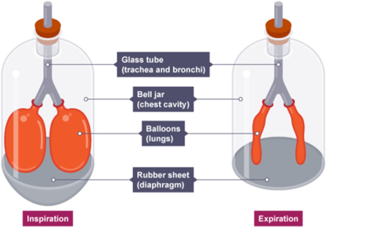 <p>The glass jar is not flexible to show the action of intercostal muscles, the glass trachea are not flexible, the elastic base does not correctly show the shape of the diaphragm, the balloons contain open space as opposed to many small alveolar sacs</p>