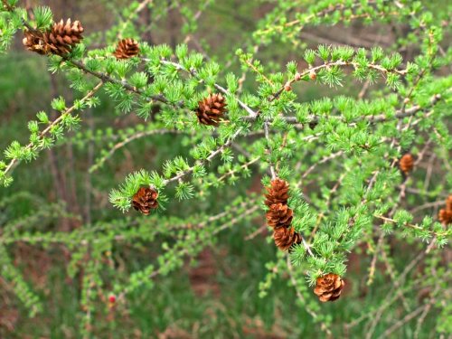 <p>medium-sized cones</p><p>very flexible whorl of soft needles</p><p>sap sucker damage is common</p><p>a deciduous evergreen with golden fall color</p>