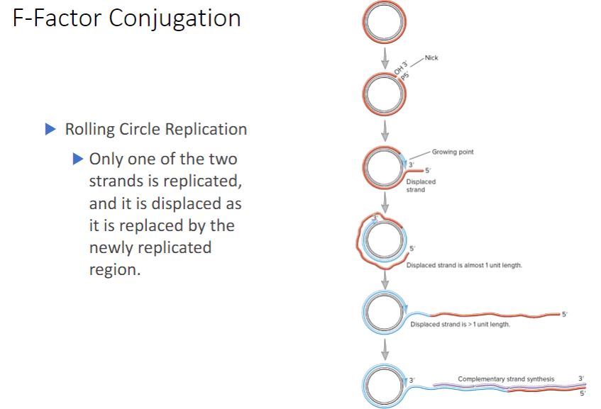 <p>-As the F plasmid is being transferred, it is also copied using a process called rolling-circle replication. One strand of the circular DNA is nicked, and the free 3&apos;-hydroxyl end is extended by replication enzymes (figure 12.20). The 3′ end is lengthened while the growing point rolls around the circular template and the 5′ end of the strand is displaced to form an ever-lengthening tail, much like the peel of an apple is displaced by a knife as it is pared.</p><p>-During conjugation, rolling-circle replication is initiated by the relaxosome, a complex of proteins encoded by the F factor (figure 12.15). The relaxosome nicks one strand of the F factor at a site called oriT (for origin of transfer). The major component of the relaxosome is a protein called Tral. It has relaxase activity and remains attached to the 5&apos; end of the nicked strand. As the F factor is replicated, Tral guides the displaced strand through the T4SS to the recipient cell. It is believed that both ATP hydrolysis and the proton motive force provide the energy for DNA translocation. During plasmid transfer, the entering strand is copied to produce double-stranded DNA. When this is complete, the F- recipient cell becomes F+.</p><p>-(image below) Rolling-Circle Replication. A single-stranded tail, often composed of more than one genome copy, is generated and can be converted to the double-stranded form by synthesis of a complementary strand. The &quot;free end&quot; of the rolling-circle strand is bound to the relaxosome. OH 3&apos; is the 3&apos;-hydroxyl and P 5&apos; is the 5&apos;-phosphate created when the DNA strand is nicked.</p>