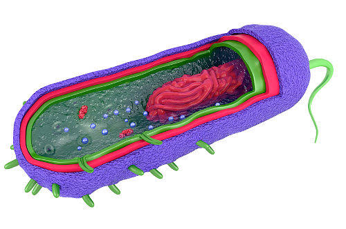 <p><span>Célula simples, sem núcleo definido nem organelas membranosas; encontrada em bactérias e arqueas.</span></p>