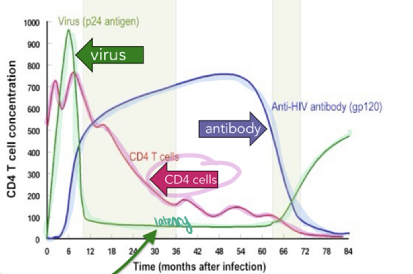 <p>Course of HIV Infection</p><p>-once you lose CD4 T cells, you will eventually lose B cell function too, which is why ____ production decreases dramatically </p>