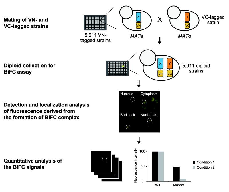 <p>BiFC (Bimolecular Fluorescence Complementation) can be used at a genome-wide scale to detect protein–protein interactions in yeast.</p><p>VN: N-terminus of the Venus fluorophore</p><p>VC: C-terminus of the Venus fluorophore</p><ol><li><p>Mating of VN- and Vc-tagged strains: A yeast strain (MATalpha) expressing a VC tagged protein is mated with a library of 5911 strains (MATa) each expressing a different VN-tagged protein. These proteins are potential partners of the VC-tagged protein.</p></li><li><p>Diploid collection for BiFC assay: each diploid strain co-expresses one VN-tagged protein and one VC-tagged protein. If the two proteins interact, the split fluorescent protein fragments come together and reconstitute fluorescence.</p></li><li><p>Detection and localisation analysis: cells from each diploid stains are examined under a microscope. Fluorescence means that the tagged protein of that strain are interacting. Subcellular localisation of fluorescence indicates where this interaction occurs.</p></li><li><p>Quantitative analysis: intensity of fluorescence is measured to quantify interaction strength.</p></li></ol><p>This allows researchers to not only <strong>identify interactions</strong>, but also <strong>visualize where they occur in the cell</strong> and <strong>quantify their strength</strong> under different conditions.</p>