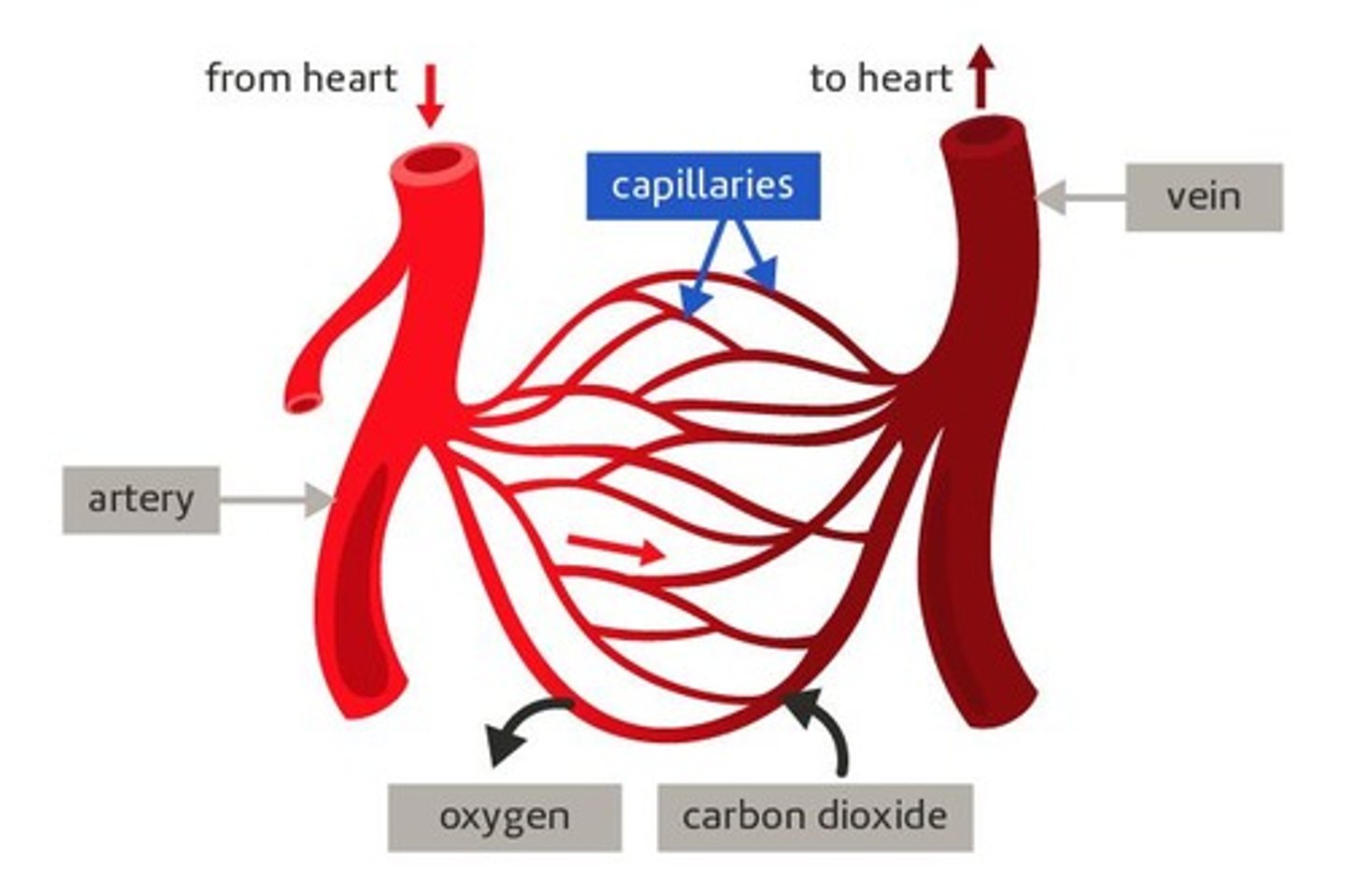 <p>A tiny blood vessel where substances pass to and from the blood</p>