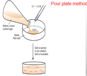 <p>aliquots of diluted samples are first placed in an empty, sterile petri dish then the agar (melted) is added to the petri dish and mixed w/ the sample of microbe</p><p>*colonies formed are smaller than those formed in spread plates b/c slower growth rates from reduced O<sub>2</sub>&nbsp;conc. (facultative anaerobes)</p>