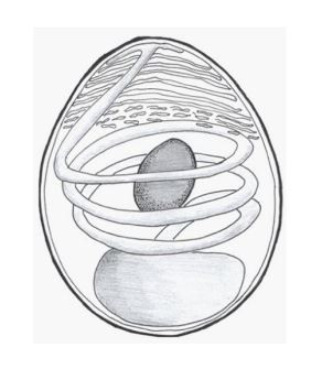 <p><em>Microsoporidia</em></p>