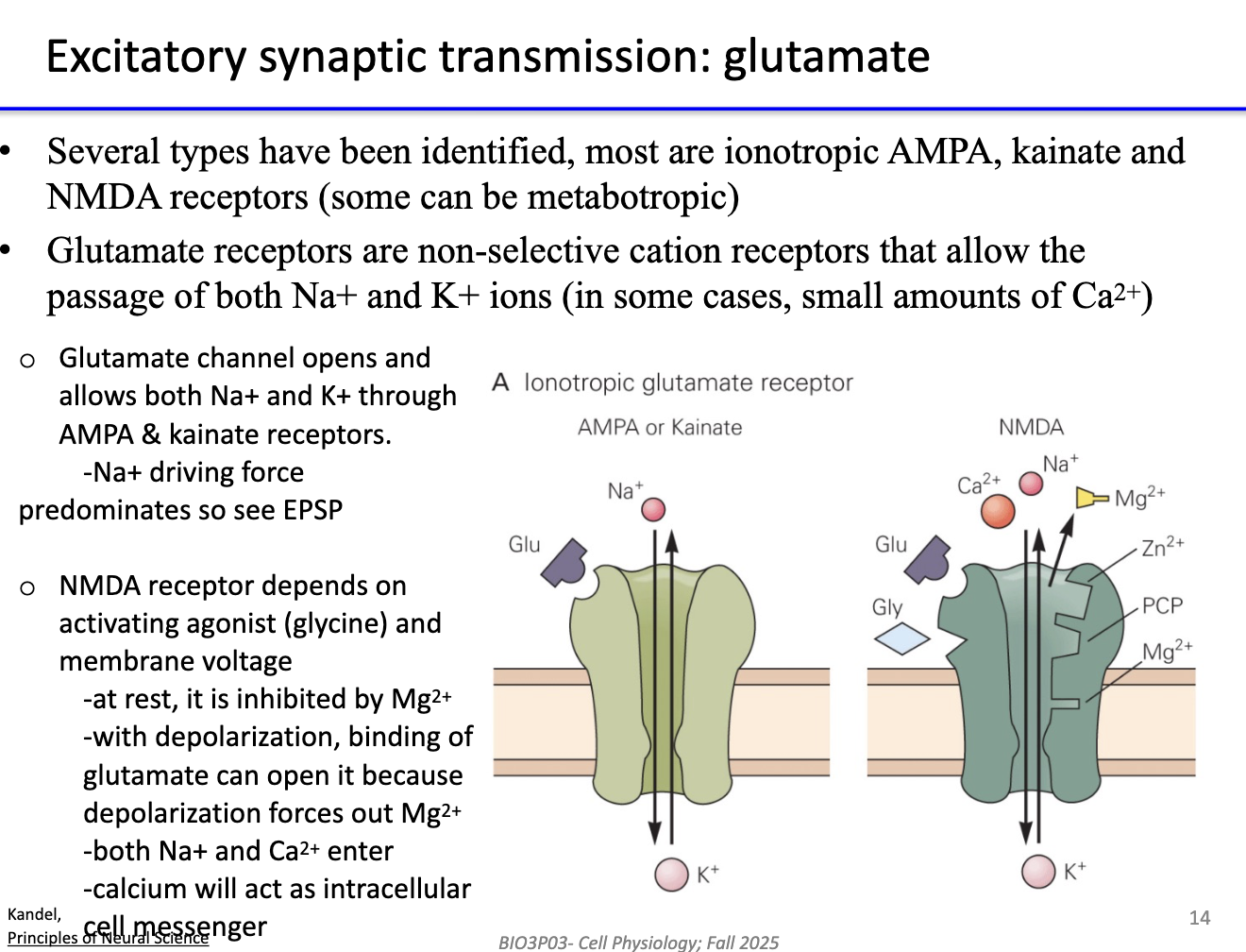 <ul><li><p>Acts on <strong>ionotropic receptors</strong>: <strong>AMPA, kainate, NMDA</strong> (and some <strong>metabotropic</strong>).</p></li><li><p><strong>AMPA & kainate:</strong> allow <strong>Na⁺ in</strong>, <strong>K⁺ out</strong> → <strong>EPSP</strong> (Na⁺ dominates).</p></li><li><p><strong>NMDA:</strong> requires <strong>glutamate + glycine + depolarization</strong> to remove <strong>Mg²⁺ block</strong> → allows <strong>Na⁺ & Ca²⁺</strong> influx.</p></li><li><p><strong>Ca²⁺</strong> acts as an <strong>intracellular messenger</strong>, influencing plasticity and signaling.</p></li></ul><p></p>