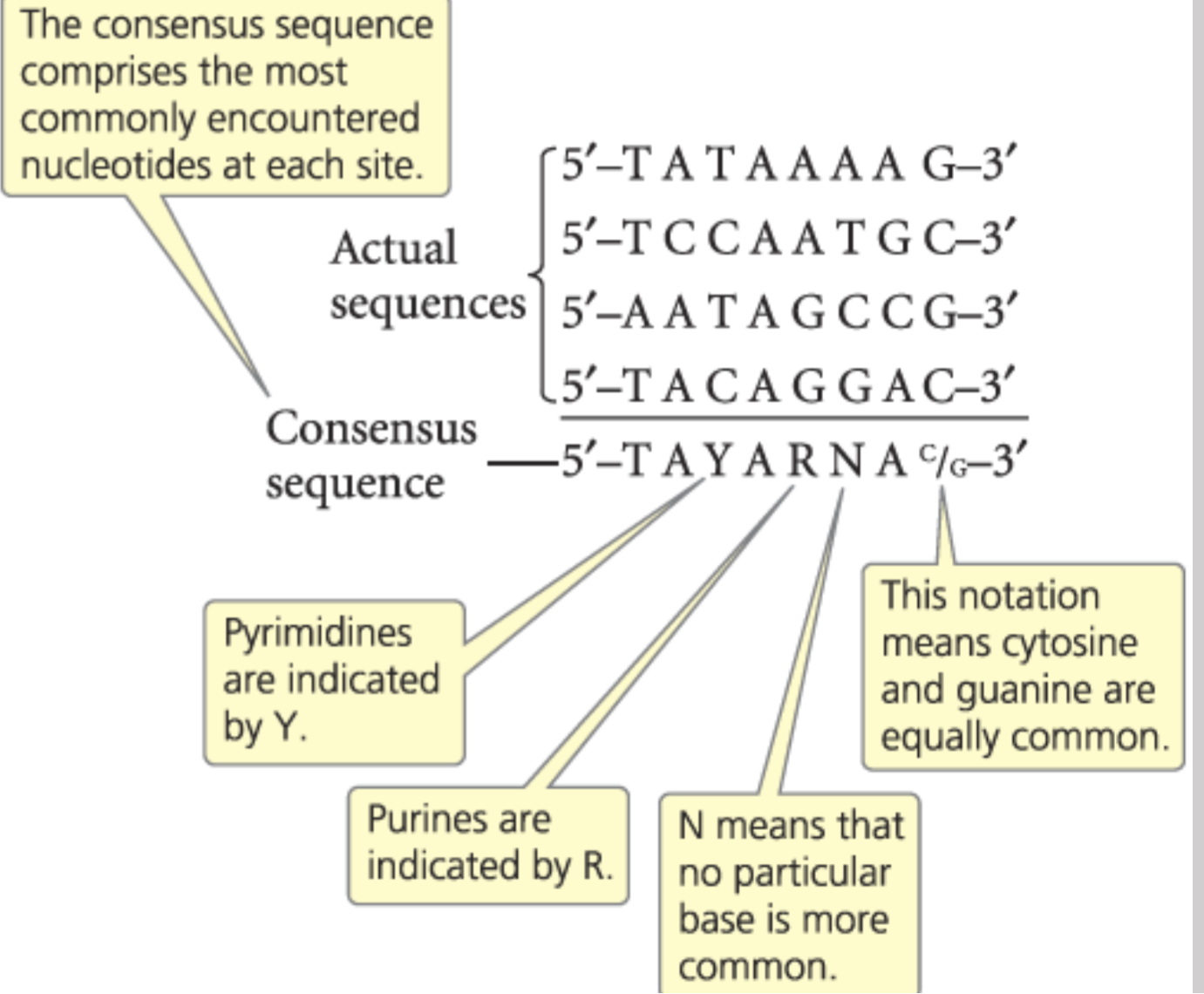 <p>The average strand that gets bonded to </p>