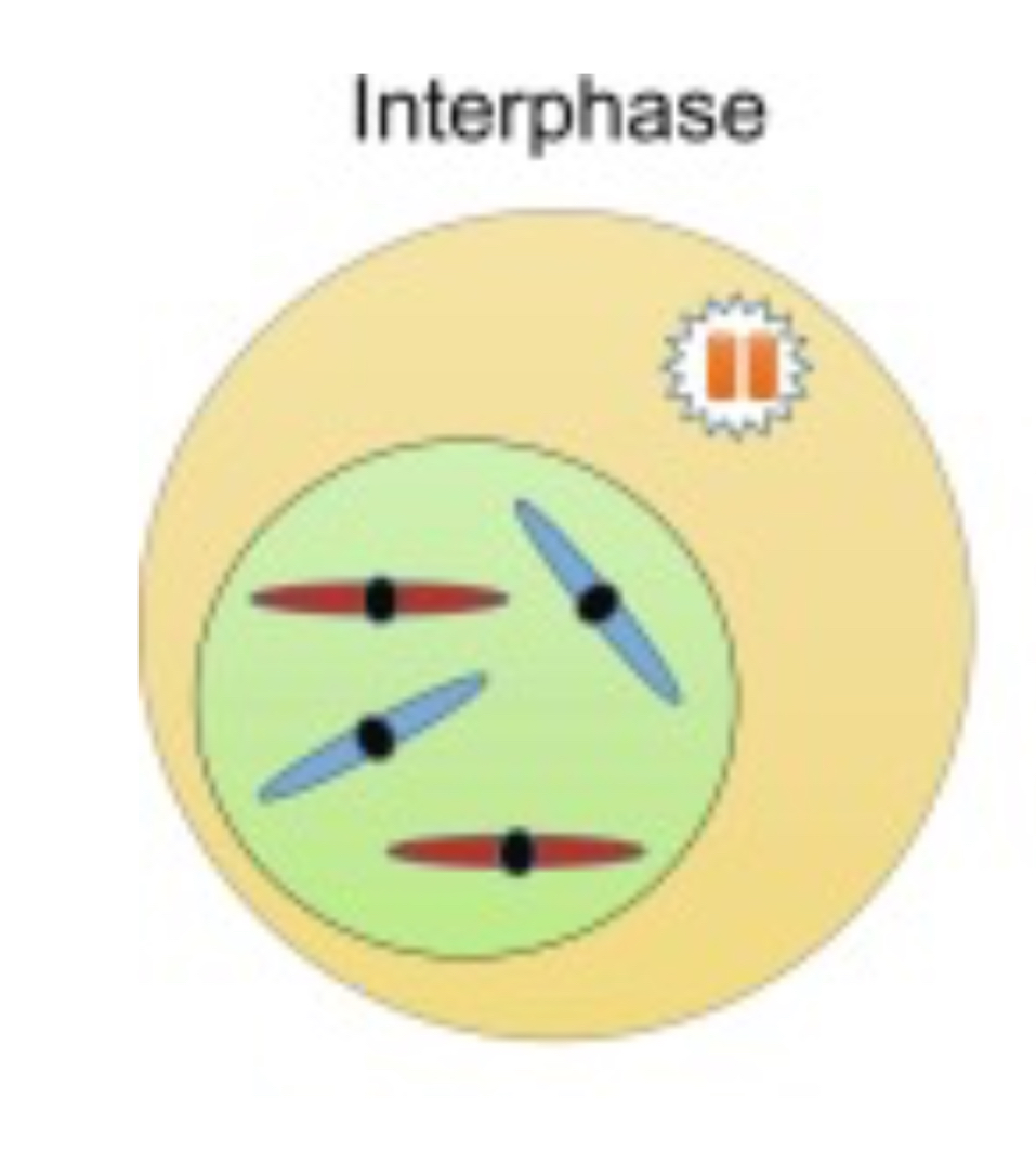 <ul><li><p>the size of cell increases</p></li><li><p>Organelles are made</p></li><li><p>Chromosomes are not visible (the chromatids have not condensed and are unwound)</p></li><li><p>Protein and ATP is synthesised</p><p></p></li></ul>