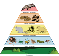 The successive levels of organisms consuming one another; Most energy/biomass found at producer level and decreases while going up pyramid