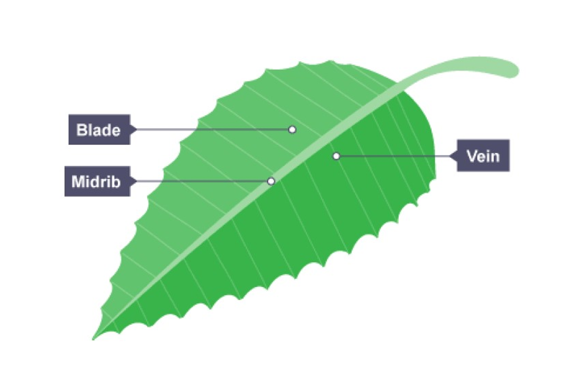 <p>Blade, midrib, vein</p>