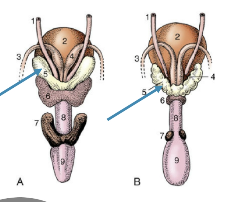 <p>lateral to def. ducts, share duct w/ ampullae</p><p>smooth in the horse, knobby &amp; thick-walled in other spec.</p>