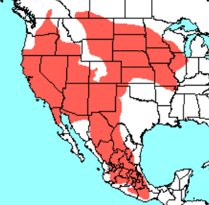 <p>Which species fits the following habitat and management concerns?</p><p><br>Habitat: found in a variety of open areas including grasslands, prairies, meadows, and marshes</p><p>Management issues: prey for carnivores and raptors; positively affected by agriculture; grasslands are a threatened habitat type</p>