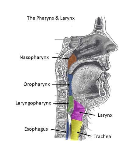 <p>trachea lies anterior to the ________</p>