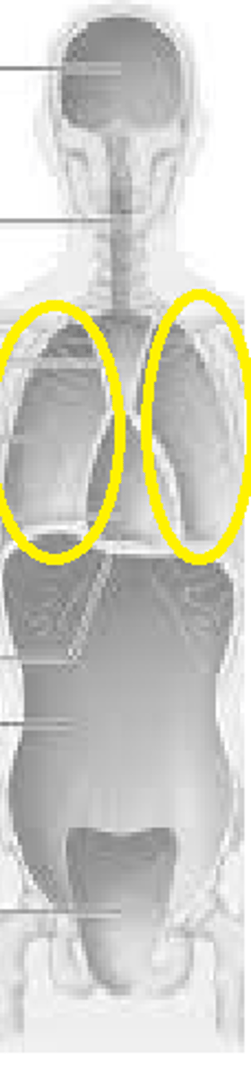 <p>lung cavity</p>