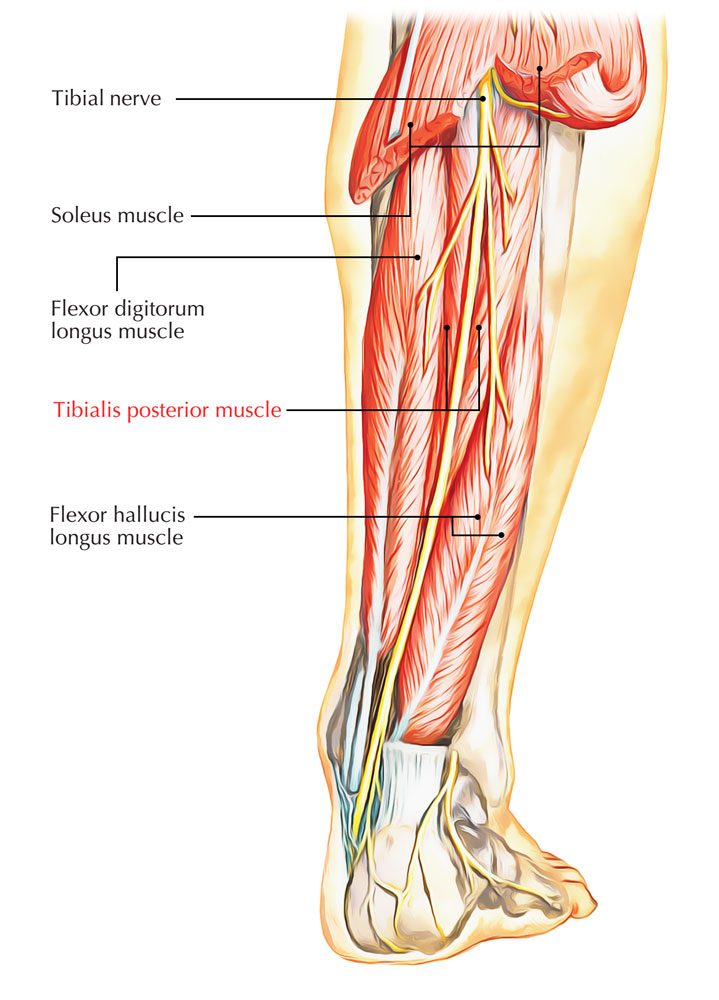 <p>Continuation of sciatic ⚡ supplies posterior-leg muscles & foot sole. 🔎 Yellow cord central in calf → behind medial malleolus. 💡 "Tibial = to toe plantar."</p>