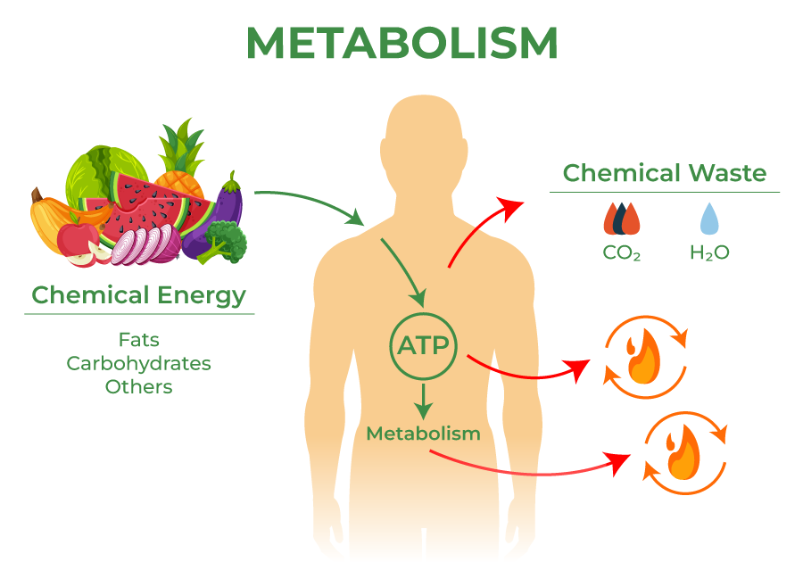 <p><span>Sum total of all the biochemical reactions in an organism’s body (to make or use energy)</span></p>