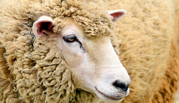 <p>A white-colored sheep with a medium to large, blocky size and good quality wool/carcass</p>