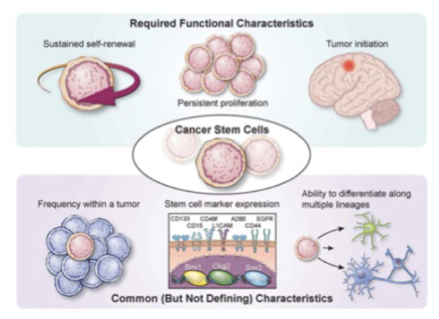 <p>normal vs csc</p><p>CSC dont reinvent the wheel</p><ul><li><p>Cell surface markers</p></li><li><p>reactivate Signaling pathways</p></li><li><p>Asymmetric divisions</p></li><li><p>EMT</p></li></ul>