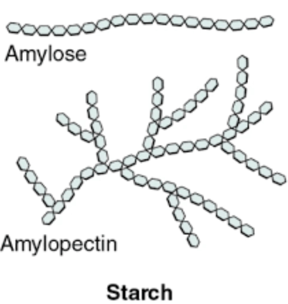 <p><span style="color: red"><mark data-color="yellow" style="background-color: yellow; color: inherit">Amylose and Amylopectin</mark></span></p>