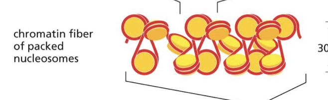 <p>nucleosomes which are just one chromatin and dna wrapped</p>