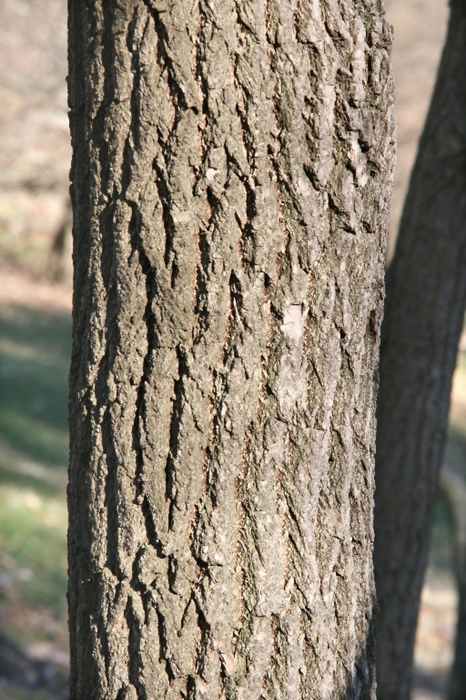 <p>polymorphic leaf shapes, understory open conditions, orange underbark, tight welded bark diamond, diecious, dirty green twig, fruit loops smell, alternate, branches curve up Bud: large buds</p>