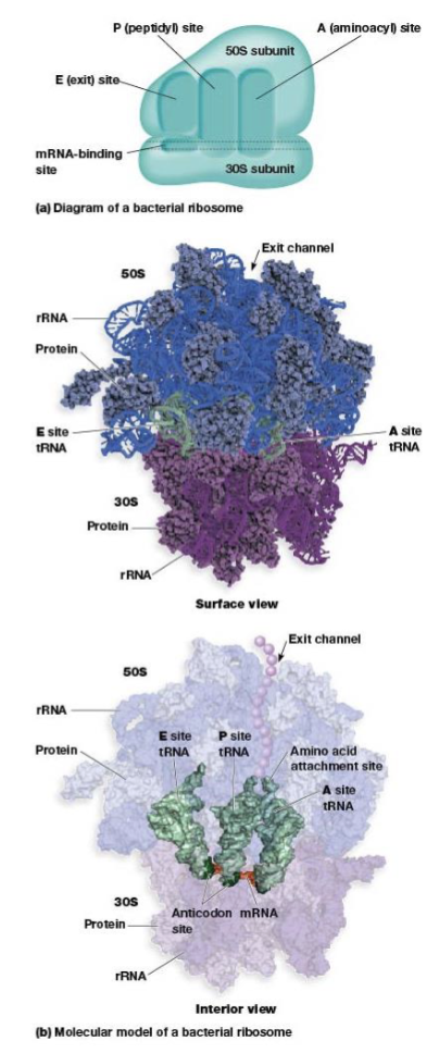 <p>mRNA-binding site, A, P, and E sites</p>