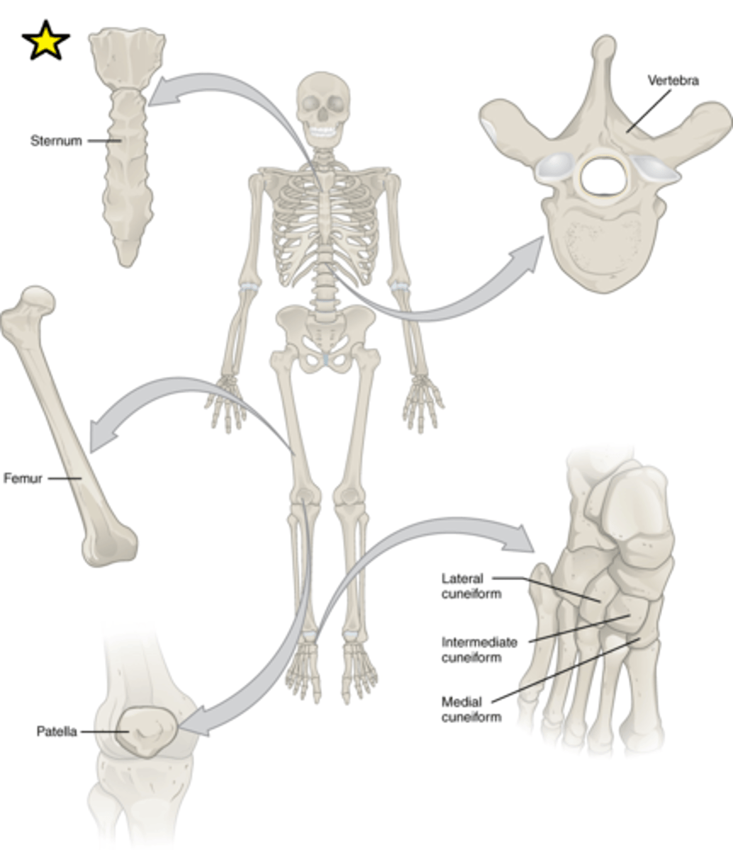 <p>Features: Thin and curved</p><p>Functions: Points of attachment for muscles; protectors of internal organs</p><p>Examples: Sternum, ribs, scapulae, cranial bones</p>
