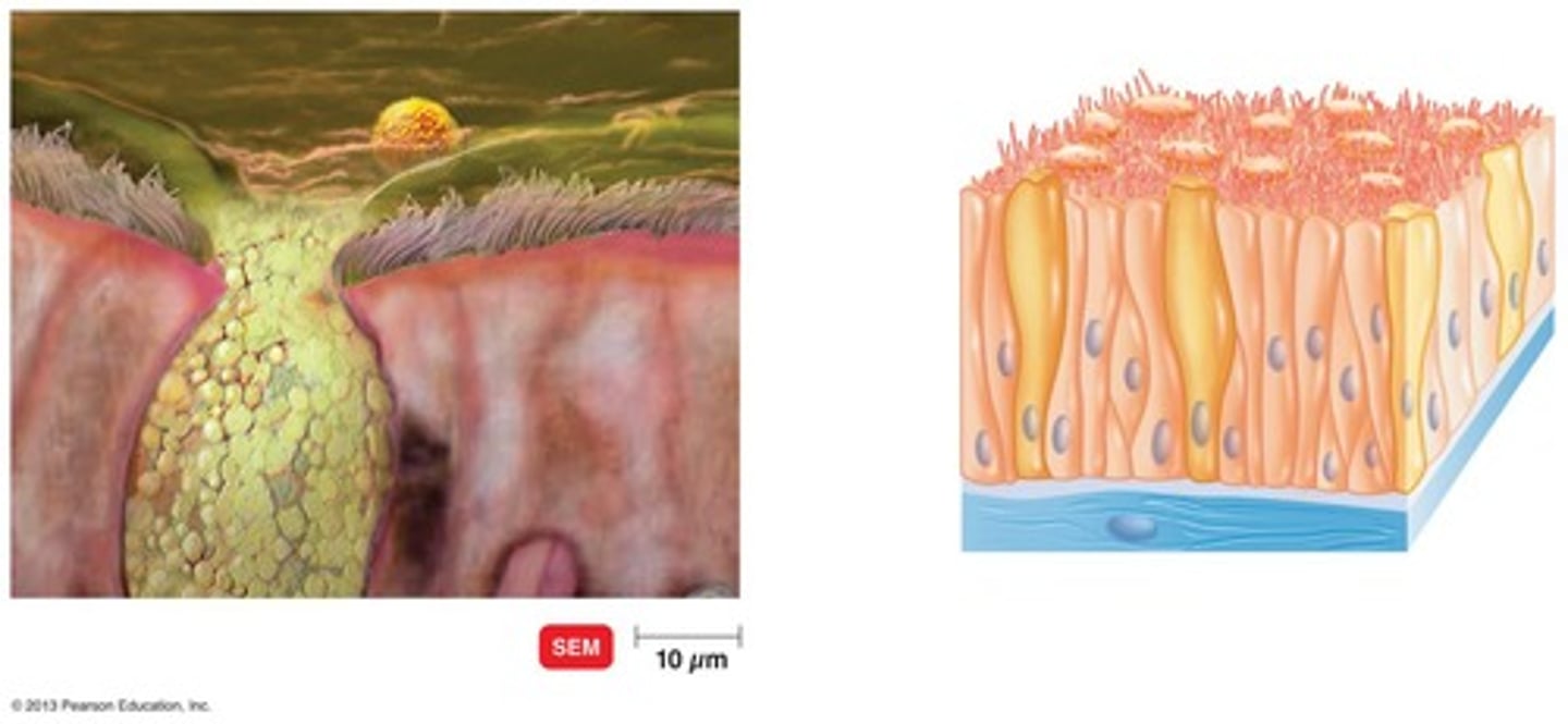 <p>Ciliated cells transport mucus</p>