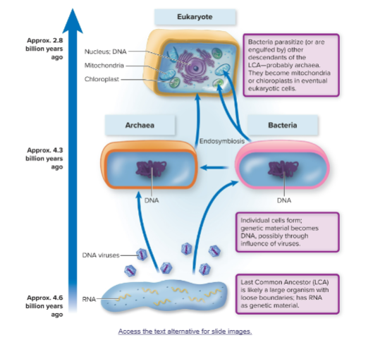 <p>symbiotic relationship where one organism lives inside body/cell if another—> explains origin of eukaryotic cell in which ancestral prokaryotes were engulfed by larger cells </p><ul><li><p>led to mitochondria and chloroplast formation</p></li><li><p>bacteria engulfed by other descendants of last common ancestor (LCA) and become mitochondria/chloroplasts in eventual eukaryotic cells</p></li></ul><p></p>