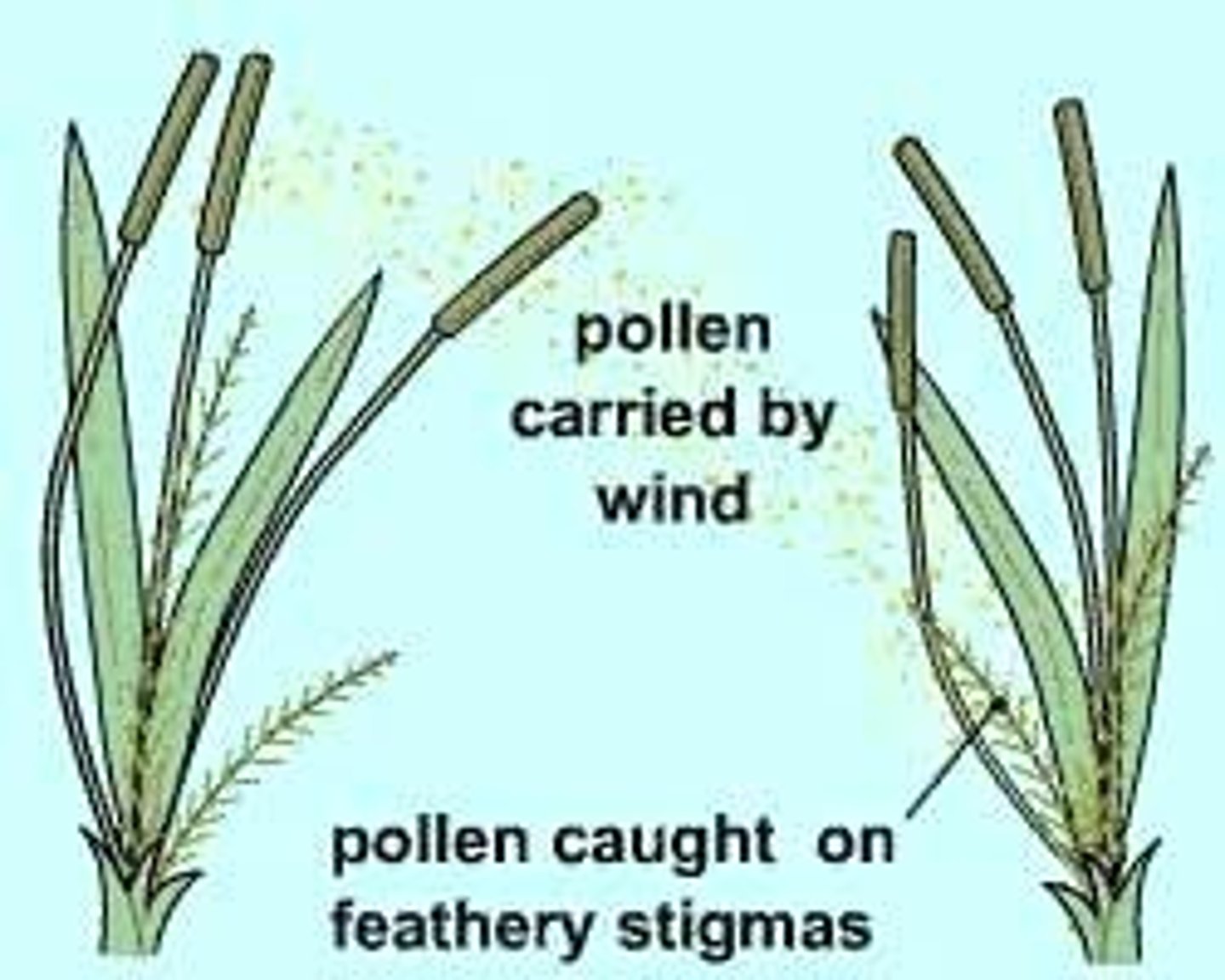 <p>Flowers produce lots of pollen. These flowers are held out in the open. No nectar. No petals. Very long, not colorful.</p>