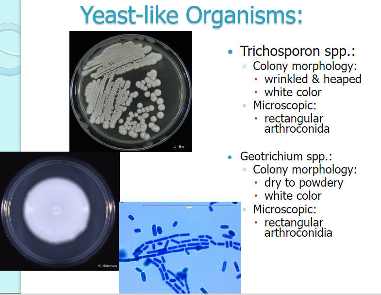 <p>Trichosporon spp: wrinkled, heaped, white; rectangular arthroconidia</p><p></p><p>Geotrichium spp.: dry to powdery, white, rectangular arthroconidia</p>