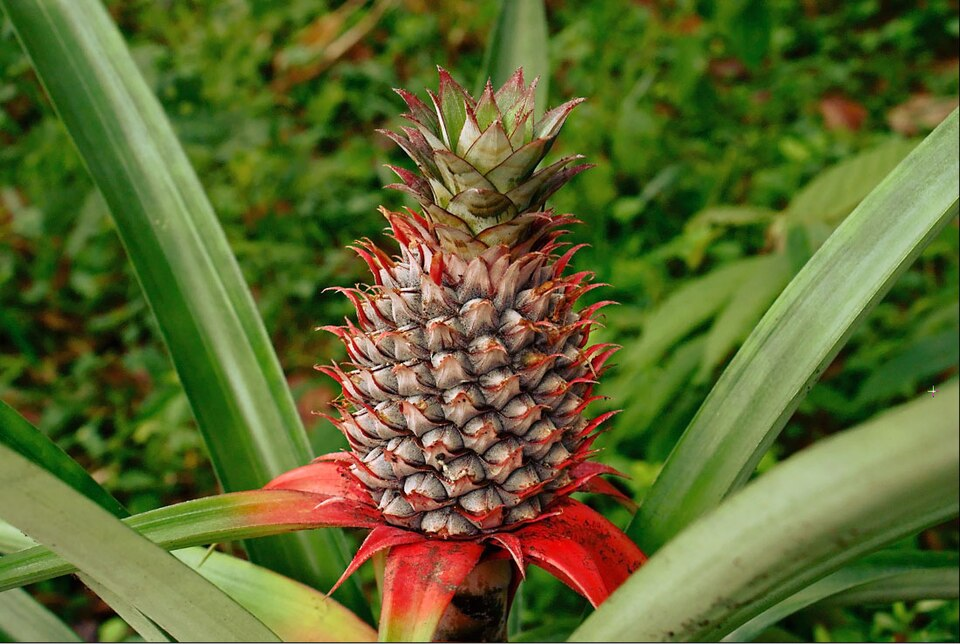 <p>What kind of fruit is a pineapple?</p>